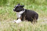 BORDER COLLIE 633